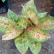 Tanaman aglaonema big roy bigroy / pohon aglonema big roy bigroy