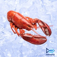 Canadian Lobster 加拿大冷冻龙虾 Udang Galah Canada