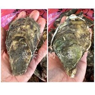 ~☆盛安鮮蚵水產☆~【中秋預訂】台南將軍新鮮現採帶殼牡蠣、蚵、生蠔，肉質鮮甜，一斤7-9顆，中秋開放預訂，歡迎訂購~