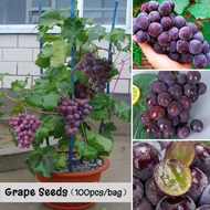 Benih Anggur 100pcs Mixed Varieties Grape Seeds Benih Pokok Buah Home Garden Decor Air Plant Seeds Vitis Vinifera