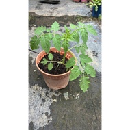 Pokok Cherry Tomato Live Plant | Cherry Tomato Plant | Tomato Ceri | Solanum lycopersicum | Pokok To