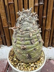 觀峰玉 10cm + (多肉植物，塊根植物，球根植物，龍舌蘭，大型多肉植物，仙人掌，仙人球，仙人頭，石化，綴，菊水，海鮮，草球，牡丹，玉露，室內外，戶外，夠光)