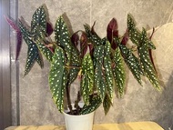 塞拉山王 秋海棠盆栽 室内花卉绿植