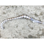Motorcycle Tune Pipe Suzuki X4 (Titanium)