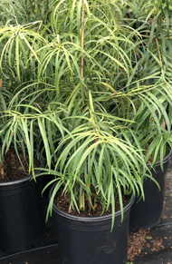 Anak Pokok Pine Bonsai Podocarpus Henkelii Podocarpus Seedling Podocarpus Henkelii Pine Baby Tree Pl