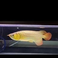 Baru Ikan Arwana Golden Red 50Cm