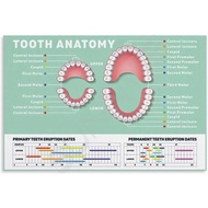 Tooth Anatomy Dental Clinic Poster (1) Canvas for Bedroom Living Room Decor 12x08inch(30x20cm) Unfra