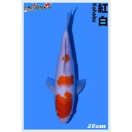 Kohaku import Ikan Koi Import Farm Matsue 28cm