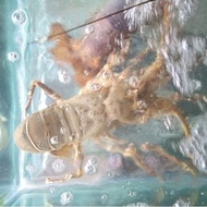 Lobster Laut Konsumsi Hidup &amp; Beku