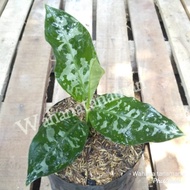 tanaman hias aglaonema pictum - aglonema piktum langka