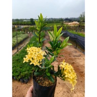Malaysia Stock Ixora Chinensis/Red/Orange/Yellow/White (Polybag 8x9) 龙船花/英丹/仙丹花 (Polybag 8x9)