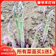 Asparagus Seed Seedling with Soil Root Pot Purple Four Seasons Vegetable Seedling with High Yield Root Seedling Perennia