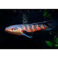 Channa Red barito 5-6inch (channa maru)印尼红梅花斑雷龙