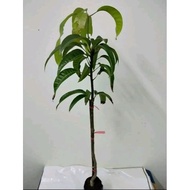 Anak Pokok Mangga Irwin