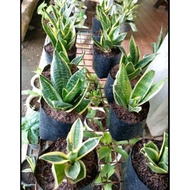 DWARF SNAKE PLANT FOR SALE