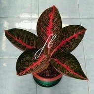 PROMO tanaman hias indoor - aglonema adelia - bibit aglaonema