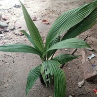 pokok lemba / pokok kelapa puyuh@pinang puyuh