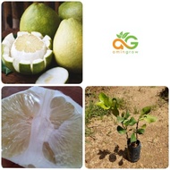 amingrow- 🌱Anak pokok Limau Bali Putih (Citrus grandis)- pokok buah🌱