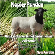 Keratan benih Rumput Napier Pandan Napier Dwarf