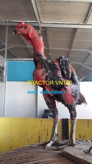 anak ayam GANOI ORI