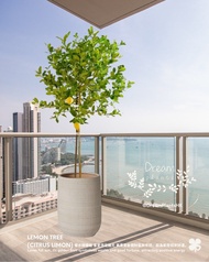 #香水檸檬樹 #檸檬樹 連優質陶瓷花盆  #LemonTree (Citrus Limon) with quality ceramic pot  🍀Potted plant 盆栽植物 🍀Indoor 
