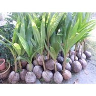 benih pokok kelapa santan