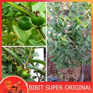 BIBIT JAMBU BIJI KERIKIL JAMBU KRIKIL HIJAU SUPER UNGGUL MURAH bibit jambu kristal