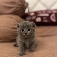 kucing kitten british shorthair