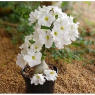 BUNGA CANTIK PROMO bibit tanaman adenium bunga putih bonggol besar bahan bonsai kamboja
