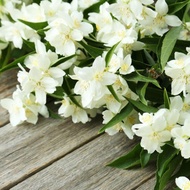 【天然純精油】茉莉花香油 (擴香用) | 安撫 輕鬆 | 香港蒸餾所