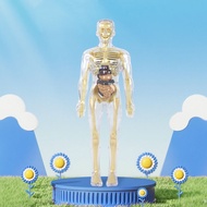 Human Body Model For Kids Promotes STEM Learning Development For Kids