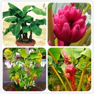 Cây chuối cảnh mini giống chuối trồng chậu cảnh chuối lùn (cửa hàng cây giống f1)