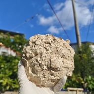 Natural Pure Natural Voice Control Soil Particle Decompression Soil Smoked Sand-Free Nutrition Steri