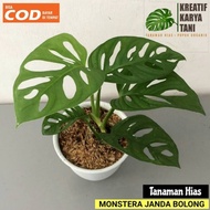 Monstera Janda Bolong - Tanaman hias janda bolong