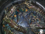 Lobster Air Tawar Konsumsi Hidup isi 5 - 10 ekor BERKUALITAS