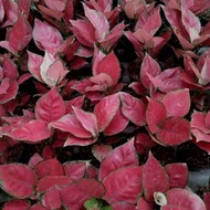 Aglaonema Red anjamani