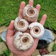 1 Pcs Ammonite Stone