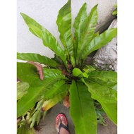 POKOK LANGSUIR VAIRAL MuRAh