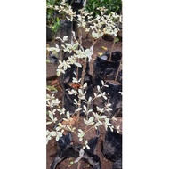 ☋♨Variegated African Talisay