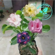 ADENIUM KAMBOJA JEPANG BUNGA TUMPUK 4 WARNA