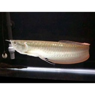 ikan silver arwana size 10-13cm brazil