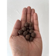 Augustfame - *Ready stock* 1L 11-14mm Hydrokorrels Hydroton 荷兰陶粒 (LECA for Hydroponic & Aquaponic)