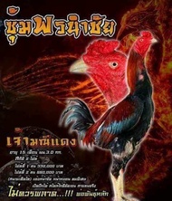 ไข่เชื้อไก่ชนสายเลือดพม่า​