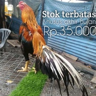 ayam bangkok ekor lidi perbutir telur fertil asli