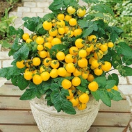 Cherry Tomato Balcony Yellow, 20-30 Seeds Dwarf Vegetable Heirloom Specially Sourced For SG
