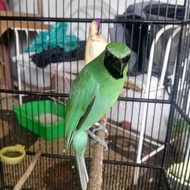 Cucak ijo prestasi original banyuwangi super mewah