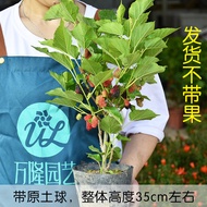 Shaohan Mulberry Potted Seedlings Result Four Seasons Mulberry Raising Silkworm Fresh Edible Mulberry Leaf Flower Green