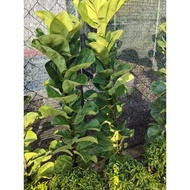 POKOK FICUS LYRATA FIDDLE FIG 2 FT
