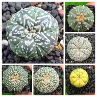 Unique and beautiful thornless aster cactus, size 2.8 cm to 5.5 cm, imported from Thailand, pure cli