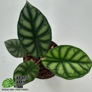 harga miring Tanaman hias alocasia dragon scale - Alocasia dragon